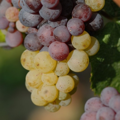 Farbmutation roter zu weissem Riesling ANT 1196b